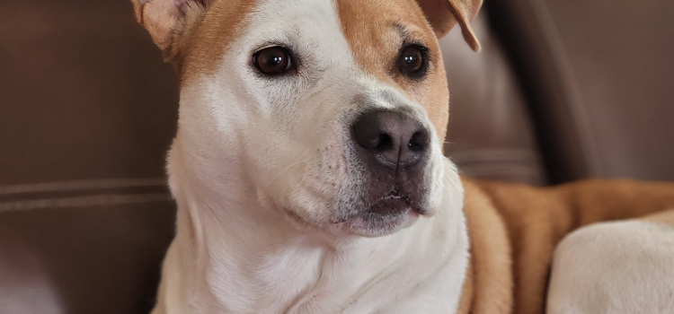 The Fear Factor: Desensitizing Your Pet to Fireworks, Thunderstorms, and Loud Noises